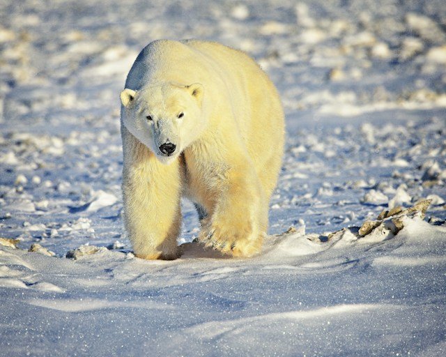 Churchill, Manitoba